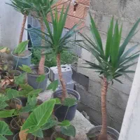 یوکا بونسایی و سرقلم