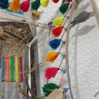 ۴عدد عروس هلندی.۴تومن