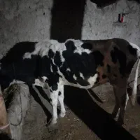 گاو هلند گوساله نره سمینتال