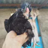 خروس گلین سیاه بدون غلط|حیوانات مزرعه|قلعه نو, |دیوار