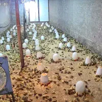 یک روزه  بلدرچین|حیوانات مزرعه|صوفیان, |دیوار