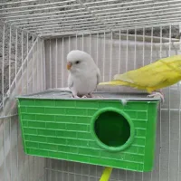 جفت مرغ عشق لوتینو و آلبینو چشم شرابی و فنج نرگسی|پرنده|مشهد, نیزه|دیوار