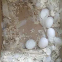 کوتوله