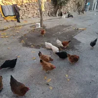 ۳۵ تا مرغ خروس|حیوانات مزرعه|فیروزآباد (لرستان), |دیوار