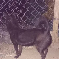 واگذاری پا کوتاه سرابی|سگ|تبریز, |دیوار