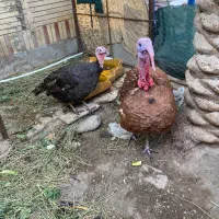 بوقلمون نرو ماده
