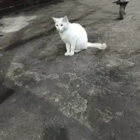 واگذاری گربه|گربه|رامسر, |دیوار