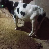 گوساله نرهلشتاین وزن حدودا۱۷۰کیلو