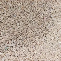 گندوم دیم  پرنده کفتر