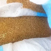 بذر یونجه پایه رنجر|خدمات باغبانی و درختکاری|مشهد, اسماعیل آباد|دیوار