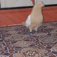 سینه زرد ماده عتیقه