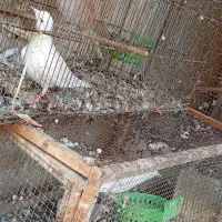 کبوتر|پرنده|برازجان, |دیوار