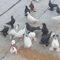 کبوتر|پرنده|تبریز, |دیوار