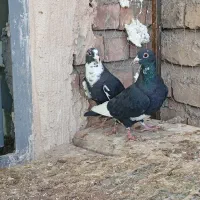 کبوتر  پلنگ  گلی  طوقی  سینه سیا   پلاکی  پشتدار