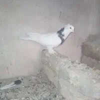 کفتر یا کبو تر|پرنده|نورآباد, |دیوار