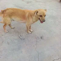 سگ تریل فوری فوری