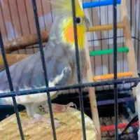 عروس هلندی نر