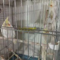 عروس لوتینو والبینو