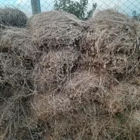 700 باغ یونجه خالص