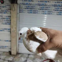 دوعدد کبوتر