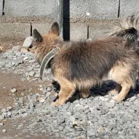 واگذاری سگ آشپیتس پا کوتاه