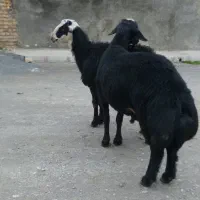 دوراس بره قوچ