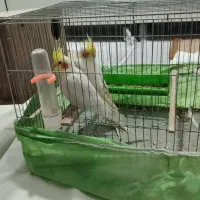 پرنده عروس هلندی|پرنده|شوشتر, |دیوار