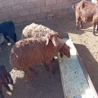 بره‌نره‌سبک‌وزن