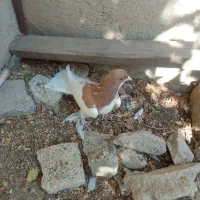 ماده  یال زرد بشرط