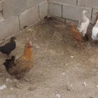 مرغ ۴۰۰ تومن