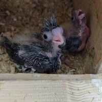 عروس هلندی گمشده