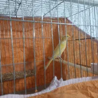 قناری نر جوان|پرنده|مسجد سلیمان, |دیوار