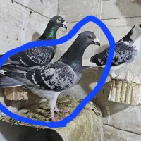 کوهی و بزک سیاه باخت خورده