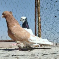 طوق پشتی فروشی|پرنده|شیراز, قلعه نو|دیوار