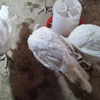 بوقلمون گوشتی|حیوانات مزرعه|تربت‌حیدریه, قاسم آباد|دیوار