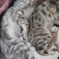 بچه گربه سه ماهه