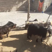 بیگ نرماده  بهده بز چاق|حیوانات مزرعه|ایذه, |دیوار