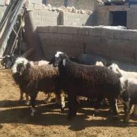 بره قوچ شال|حیوانات مزرعه|طسوج, |دیوار