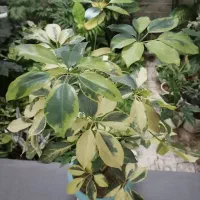 گلهای با طراوت با کیفیتی مثال زدنی