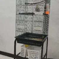 عروس هلندی سینامون نر شاه تخم اهلی|پرنده|آبادان, |دیوار