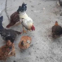 ۹ تا مرغ و خروس