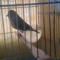 سهره قناری نر