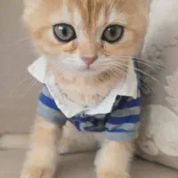 گربه پرشین|گربه|بندرعباس, |دیوار