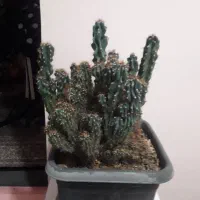 دوتا گل کاکتوس بزرگ