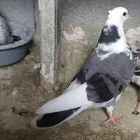 کبوتر