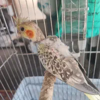عروس هلندی نر و ماده 3تا جوجه داره
