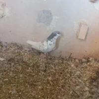 کبوتر|پرنده|جهرم, |دیوار