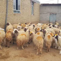 ۴۰ راس میش سنجابی|حیوانات مزرعه|ماهیدشت, |دیوار