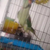 طوطی نر سخنگو