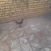 مرغ و خروس|حیوانات مزرعه|اصفهان, شهرک صنعتی امیرکبیر (شاپور جدید)|دیوار